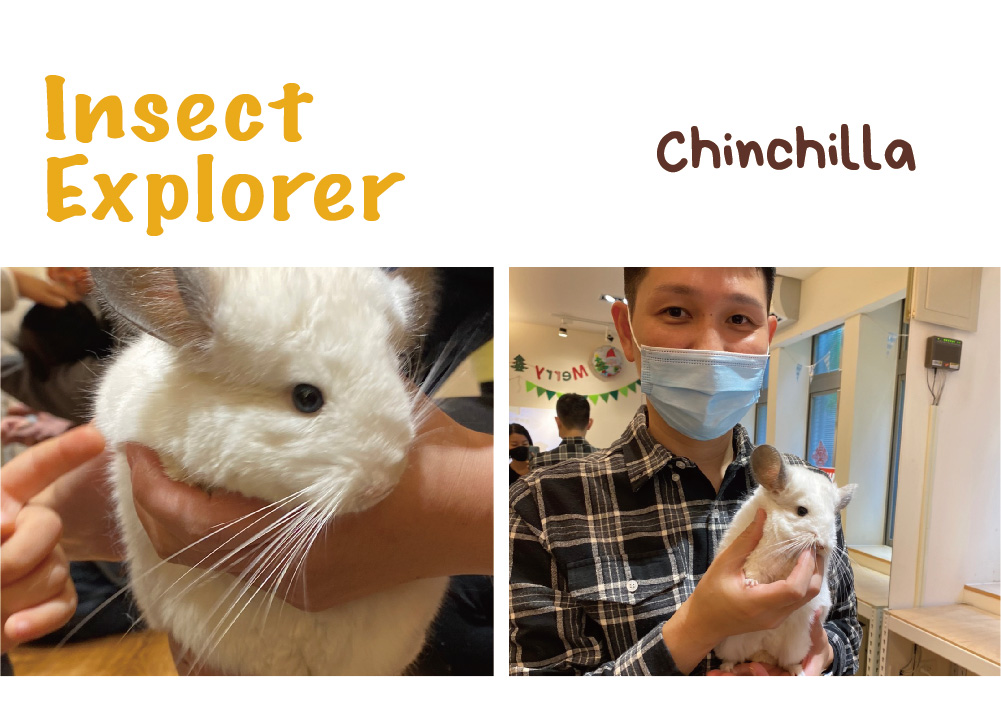 動物觀察_圖文設計(龍貓)-05.jpg