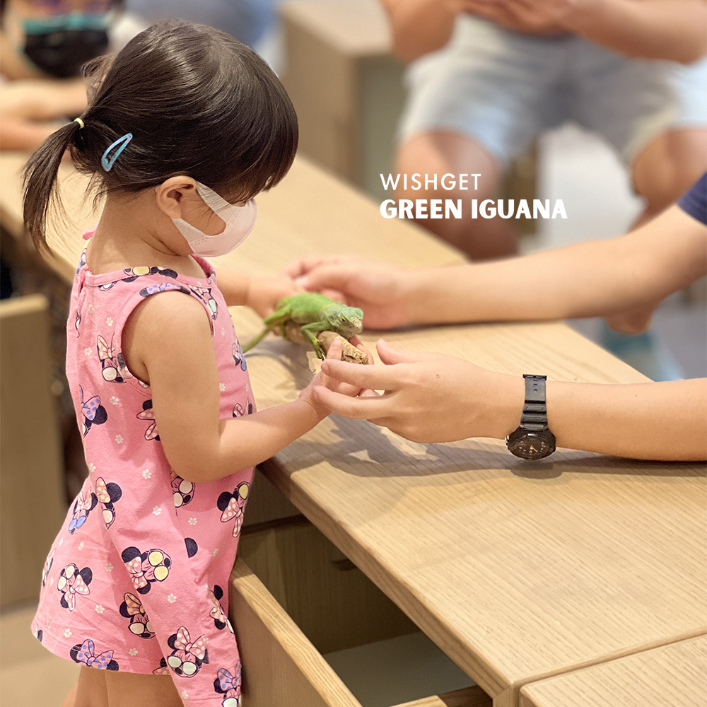 動物觀察_發現小恐龍11 .jpg